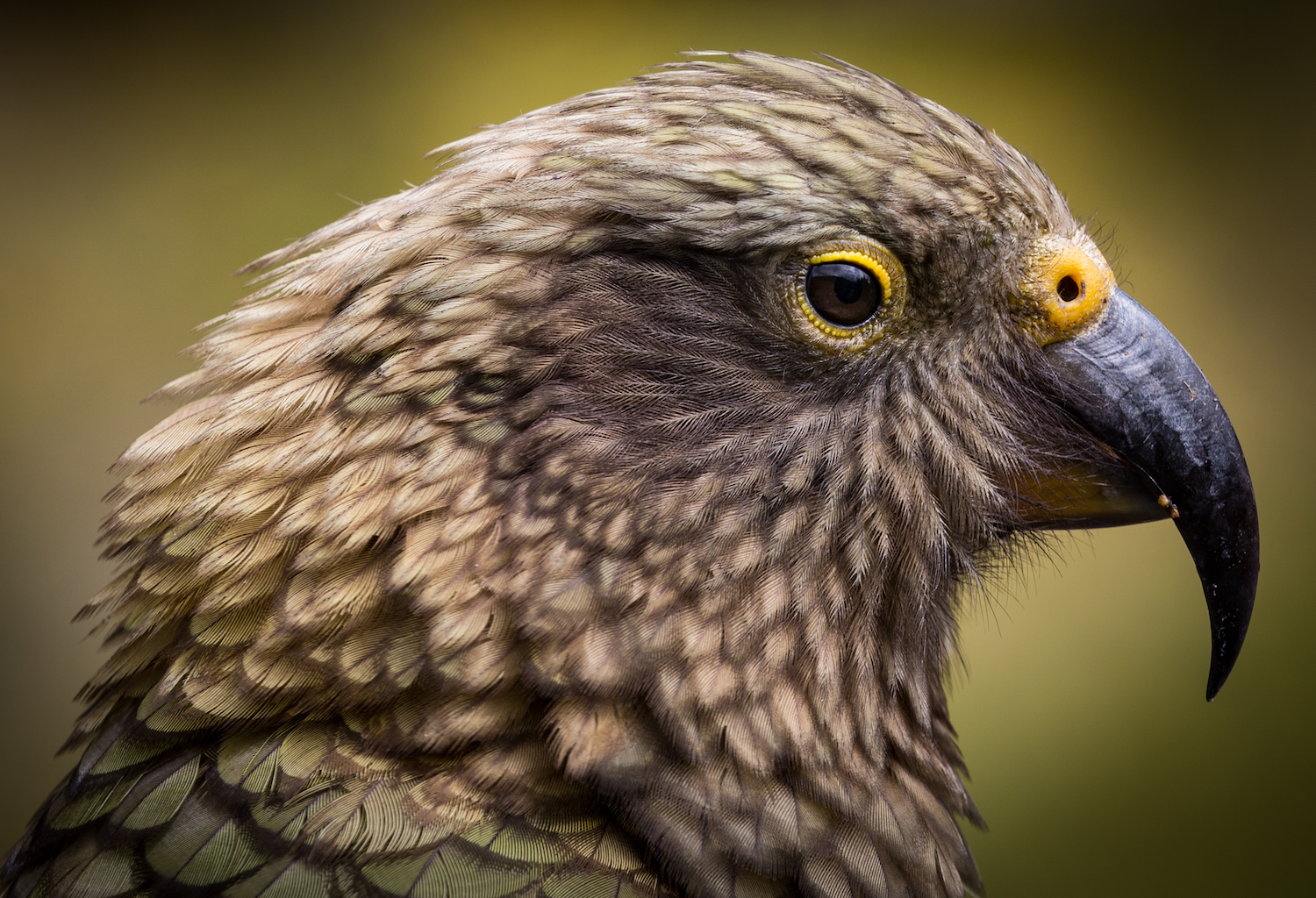 NESTOR NOTABILIS - KEA